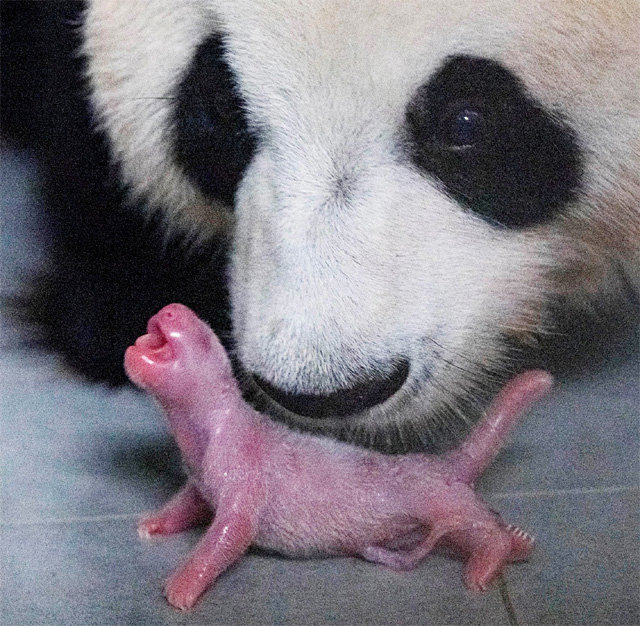 경기 용인시 에버랜드 동물원에서 암컷 자이언트판다 아이바오가 20일 오후 자신이 낳은 아기 판다를 보고 있다.