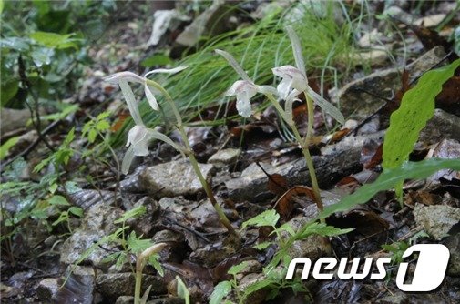 환경부 지정 ‘멸종위기생물 Ⅱ급’ 식물인 ‘대흥란’이 국립공원 내장산 일대에서 발견됐다. /© 뉴스1