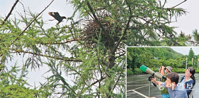 둥지를 오가는 파랑새. 대전 동구 만인산자연휴양림에서 방문객들이 낙엽송에 둥지를 튼 파랑새를 관찰하고 있다(작은 사진). 이기진 기자 doyoce@donga.com