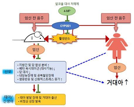 사진=질병관리본부 국립보건연구원