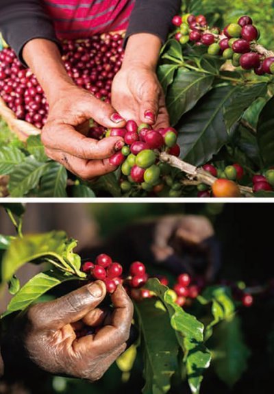 ‘네스프레소 리바이빙 오리진(Nespresso Reviving Origins)’ 프로그램은 농부를 위한 장비, 기술, 교육 등을 제공하며 커피 재배가 어려워진 지역에서 질 좋은 커피를 되살리고 있다.