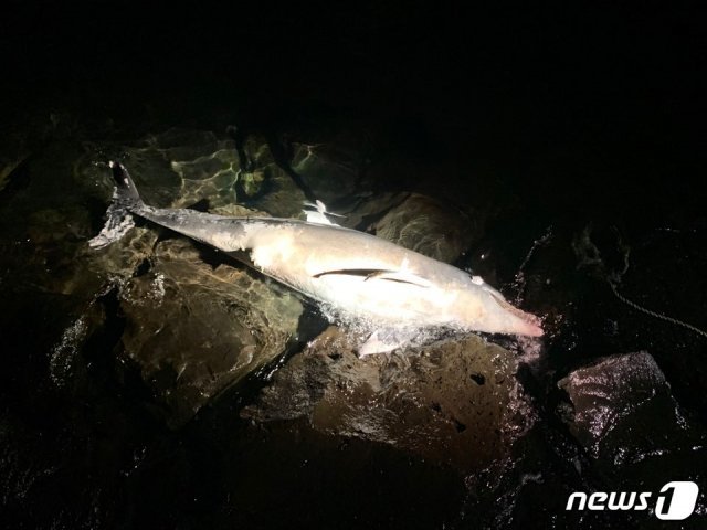 제주에서 또 멸종위기종인 남방큰돌고래 사체가 발견됐다. 죽은 남방큰돌고래는 수컷으로 길이 200㎝로 확인됐다. (해경 제공) /© 뉴스1