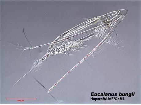 축치해에서 대량 발견된 요각류 동물플랑크톤 ‘유칼라누스 번지’. (극지연구소 제공) © 뉴스1