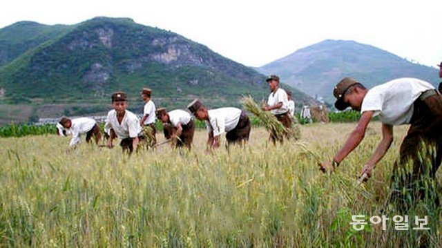 농장에서 곡식을 수확하고 있는 북한 군인들. 북한은 일부 군부대에 군량미를 조달받을 농장을 지정해 직접 수확하게 하고 있다. 이에 대한 농민들의 반발도 심각한 것으로 알려졌다. 동아일보DB