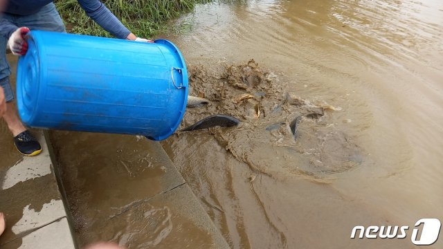 7일 오후 한강사업본부 직원들이 물고기들을 한강에 방류하고 있다. © News1