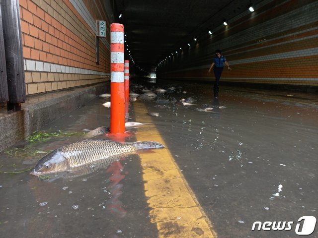 7일 오후 서울 영등포구 여의도 국회둔치주차장 인근에 잉어와 메기, 붕어 등 어류 100여마리가 발견됐다. 6일 하루에만 100㎜이상(기상청 날씨누리 상 관악구 남현동 119.5㎜) 내린 비에 의한 것으로, 이를 발견한 영등포경찰서 여의도지구대는 한강사업본부에 전달했고, 한강사업본부 직원들은 물고기들을 한강에 재방류했다. 2020.8.7 © News1