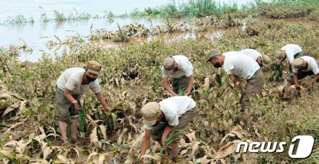 북한 노동당 기관지 노동신문은 9일 황해북도 은파군 대청리에 홍수 피해 복구 사업을 위해 인민군 부대를 투입했다고 밝혔다. (평양 노동신문=뉴스1)