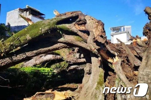 중국 광둥성에서 천년 넘은 나무가 갑자기 무너지는 일이 발생했다. 출처-바이두 갈무리© 뉴스1