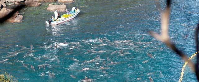 일본 와카야마현의 다이지 마을에서 벌어지는 돌고래 사냥 모습. 좁은 만에 돌고래를 몰아넣어 잡는다. 이곳에서 잡힌 돌고래는 전 세계 전시용 돌고래의 90% 이상을 차지한다. 해양동물보호단체 시 셰퍼드 제공
