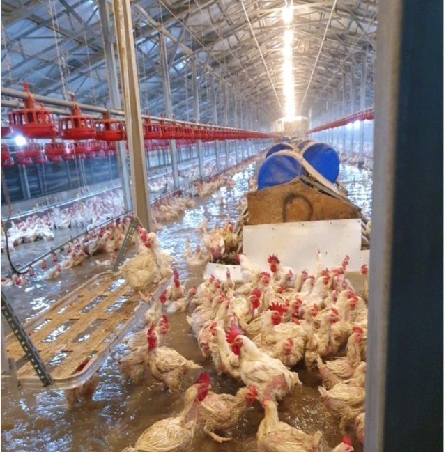 10일 집중호우로 인해 전북 익산시에 위치한 육계농가의 닭들이 수몰되는 피해를 입었다. © 뉴스1