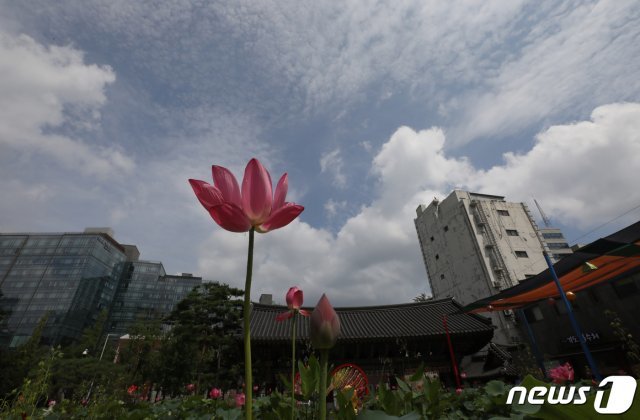 장마가 끝난 16일 오후 서울 종로구 조계사 연꽃 위로 파란하늘이 펼쳐져 있다. 2020.8.16/뉴스1