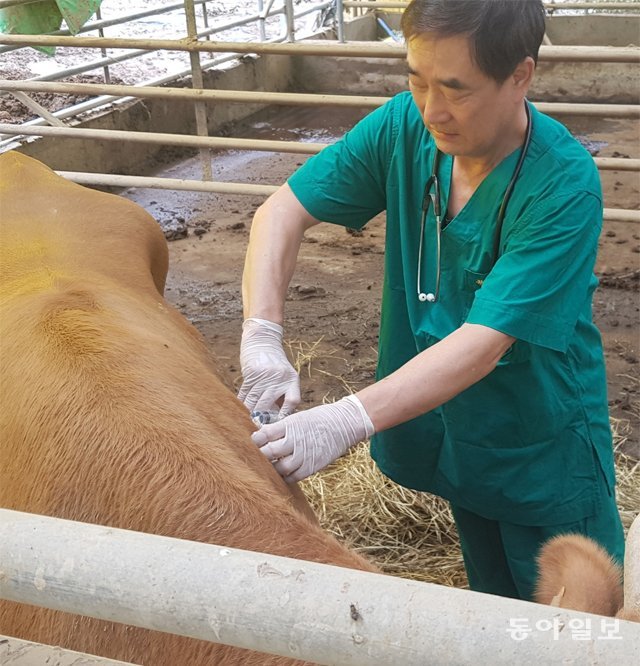 수의사 정기영 씨가 10일 전남 구례군 구례읍 양정마을에서 섬진강 범람에도 살아남은 소를 보살피고 있다. 구례=이형주 기자 peneye09@donga.com