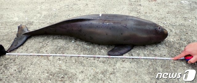 지난 4월26일 오후 12시50분쯤 추자면 예초래 백색 등대 방파제 인근에서 상괭이 사체가 발견됐다.(제주해양경찰서 제공)2020.4.26