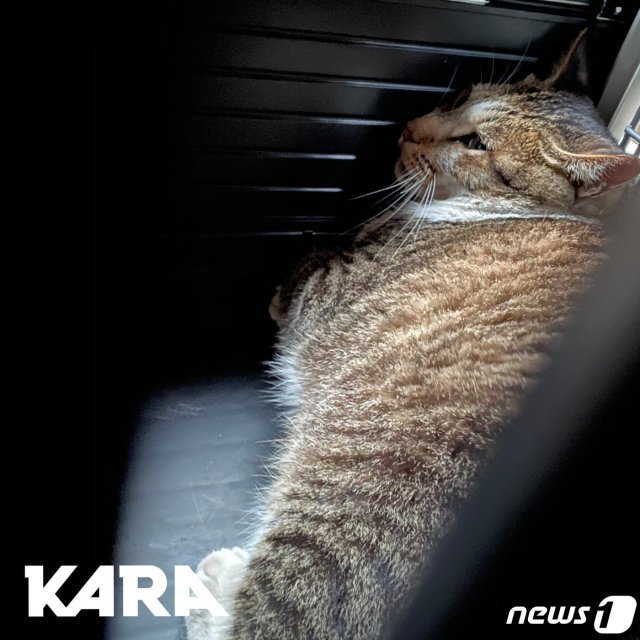 동묘시장서 학대받았다 구조된 고양이 © 뉴스1 카라 제공