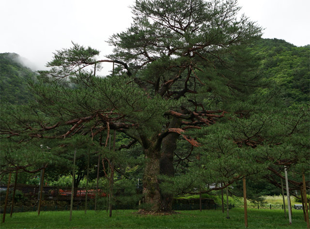 서원계곡 주변에는 수령 600년 이상으로 추정되는 서원리 소나무(천연기념물 제352호) 등 볼거리가 많다.