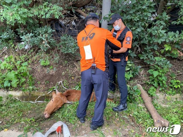 27일 강원 횡성 청일면 유동리 한 농로변 배수로에 빠진 어미소가 119구급대에 의해 구출됐다.(강원도소방본부 제공)© 뉴스1