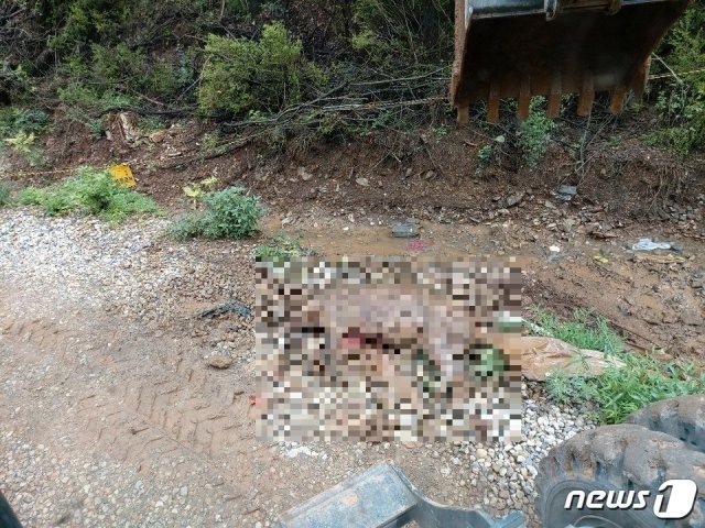 지난 13일 단양양군폐기물종합처리장에 반입된 멧돼지 폐사체가 훼손된 체 발견됐다.(독자 제공)© 뉴스1