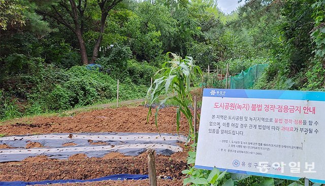 대전 유성구 반석역 인근 도심공원에서 불법 경작을 금지하고 과태료를 부과하겠다는 안내판 주변에서 수백 평의 불법 경작이 이뤄지고 있다. 이기진 기자 doyoce@donga.com