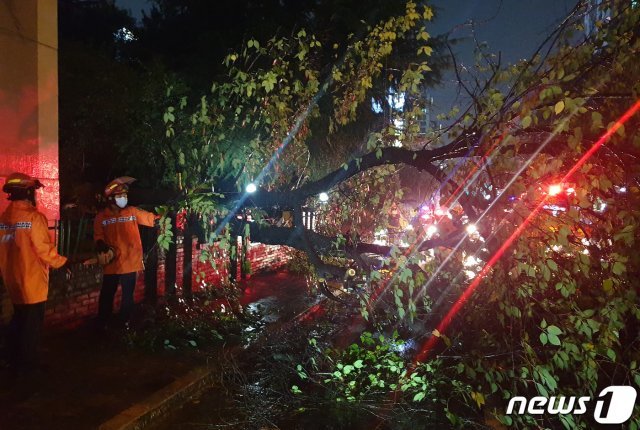 3일 오전 대구를 강타한 제9호 태풍 ‘마이삭’의 영향으로 가로수가 쓰러져 현장에 출동한 119구조대가 안전조치를 취하고 있다. (대구소방안전본부 제공) 2020.9.3/뉴스1 © News1