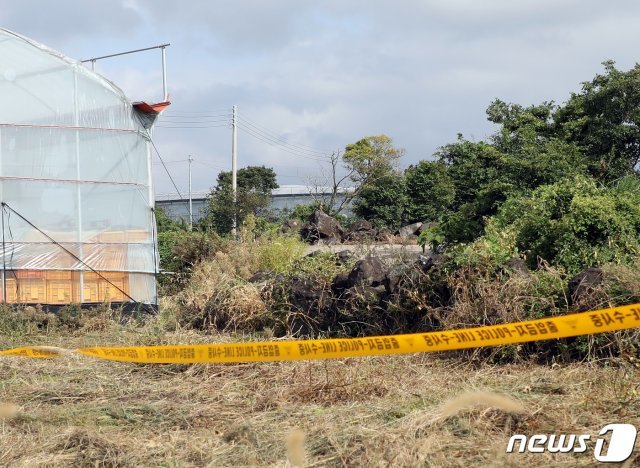 지난달 31일 오후 12시 제주시 도두1동 제주국제공항 인근 이면도로 옆 호박밭에서 30대여성 변사체가 발견돼 경찰이 수사하고 있다.2020.8.31/뉴스1 © News1