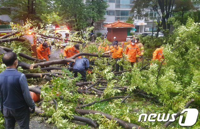 제9호 태풍 ‘마이삭’ 영향으로 3일 오전 대전 서구 갈마동 한 아파트에서 소방관들이 쓰러진 가로수를 처리하고 있다. (대전소방본부 제공) 2020.9.3/뉴스1 © News1