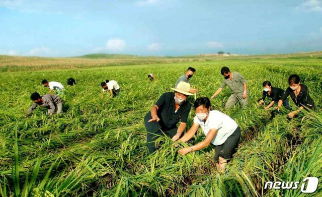 태풍 피해를 본 농경지 복구 사업에 나서고 있는 북한 노동자들의 모습. (평양 노동신문=뉴스1)