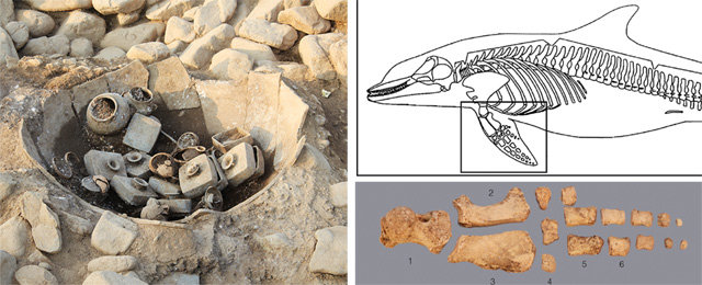경주 서봉총 남분에서 발견된 큰 항아리(왼쪽)와 거기서 나온 돌고래 뼈(오른쪽 아래). 돌고래 뼈는 전지골 부위로 확인됐다. 국립중앙박물관 제공