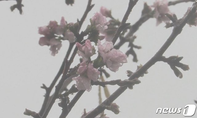 일본 최북단 아오모리현 가지마우라촌에서 때아닌 벚꽃이 피어 화제다. (아오모리 아사히방송 캡처) © 뉴스1