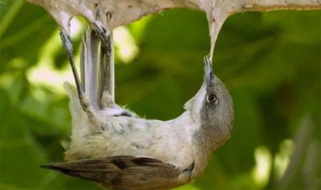 접착제를 바른 나뭇가지에 앉은 새가 몸부림치고 있다. 동물보호단체 LPO 홈페이지 캡처
