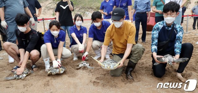 11일 오후 제주 서귀포시 중문색달해수욕장에서 해양수산부 주최로 열린 바다거북 방류행사에서 관계자들이 바다거북을 바다로 돌려보내고 있다.2020.9.11 © News1