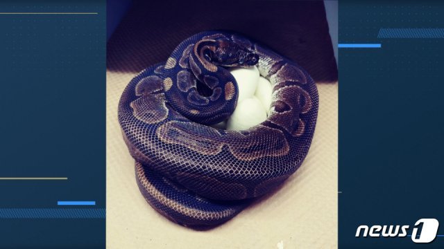 미국 미주리주 세인트루이스 동물원의 비단구렁이. © 뉴스1