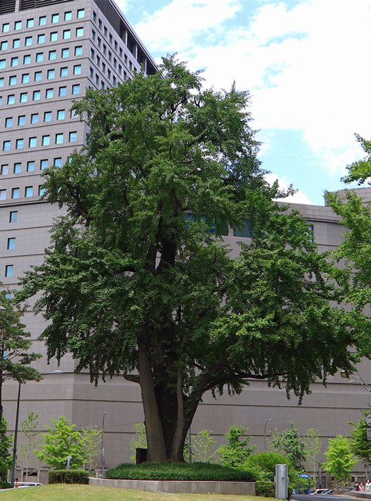 500년이 넘는 오랜 세월 회현동을 지켜온 은행나무. 서울시는 회현동 은행나무를 둘러싼 이야기를 모으고 미술 작품을 설치해 이 나무의 역사·문화적 의미를 기리는 작업을 진행하고 있다. 서울시 제공