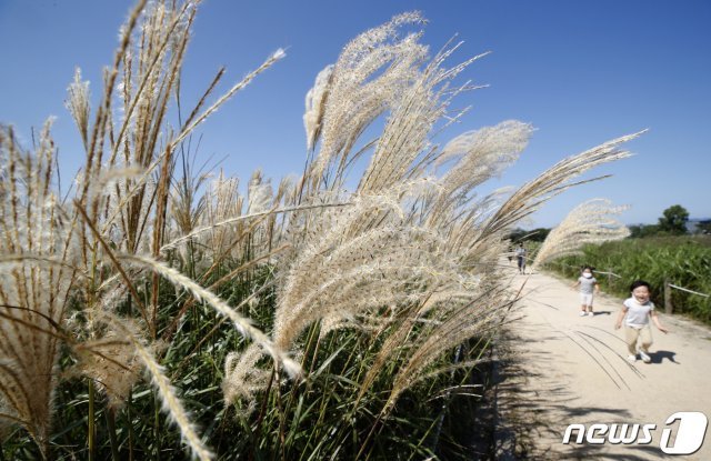 맑고 선선한 초가을 날씨가 이어지고 있는 20일 서울 마포구 하늘공원에서 시민들이 가을을 만끽하고 있다. 2020.9.20/뉴스1 © News1