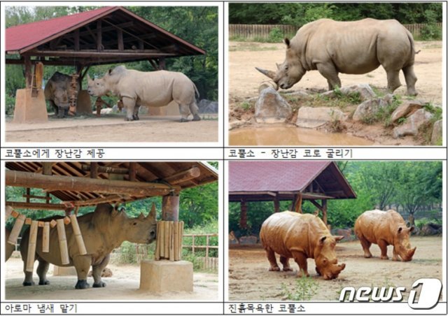 코뿔소  모습(서울대공원제공)© 뉴스1