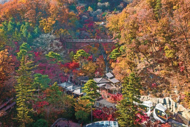 을 화담숲은 울긋불긋 단풍으로 옷을 갈아입으며 온 산을 뒤덮는다. 화담숲 약속의 다리와 모노레일의 모습. 곤지암리조트 제공