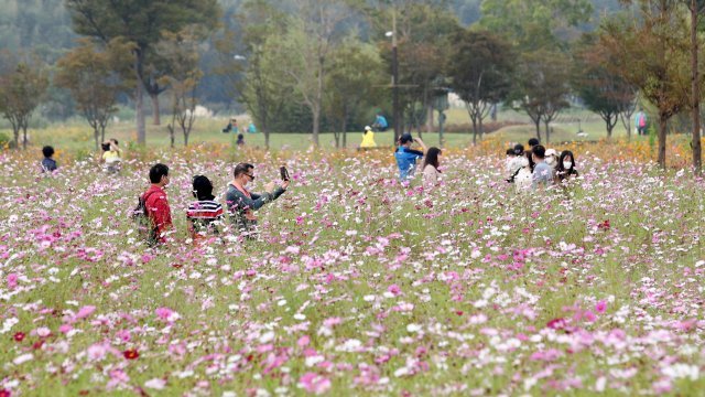 4일 울산 태화강 국가정원을 찾은 시민들이 활짝 핀 코스모스를 감상하며 휴일을 즐기고 있다. 울산=뉴스1