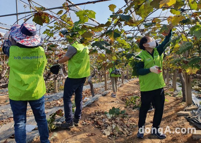 박학주 농협상호금융 자산운용본부장(오른쪽)과 직원들이 6일 경기 화성시에 위치한 포도농가에서 포도 가치지기 작업을 하고 있다.