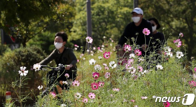 완연한 가을날씨를 보인 10일 서울 잠원동 한강공원에서 시민들이 코스모스 사이로 지나가고 있다. 2020.10.10/뉴스1 © News1