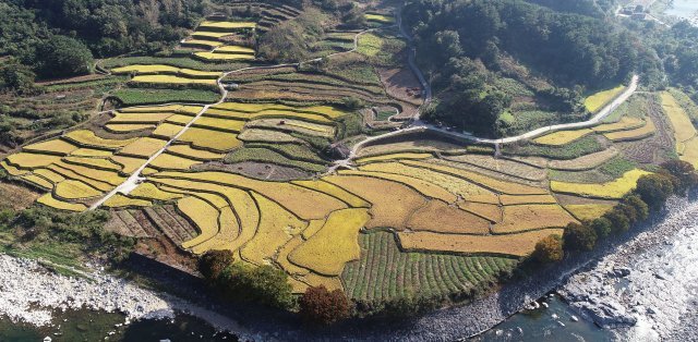 경남 함양군 지리산 자락 다랭이논이 황금빚으로 물들어 있다. 함양=뉴스1