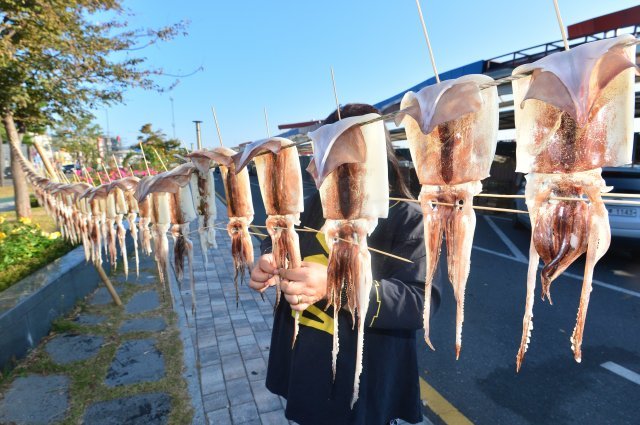 가을 햇살로 말리는 오징어. 포항=뉴스1