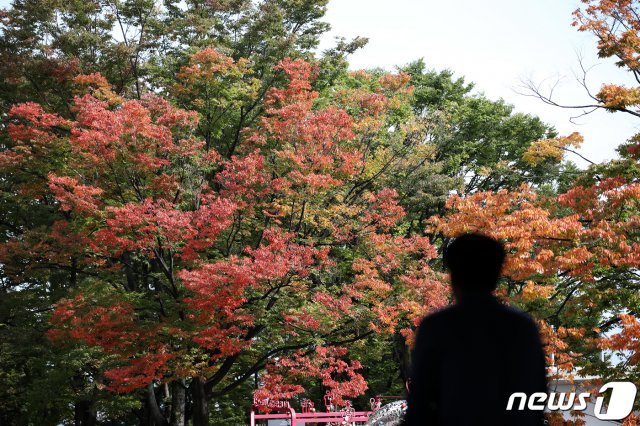 가을 날씨가 이어진 14일 오후 서울 중구 남산에서 나뭇잎이 울긋불긋 물들어 있다. 2020.10.14/뉴스1