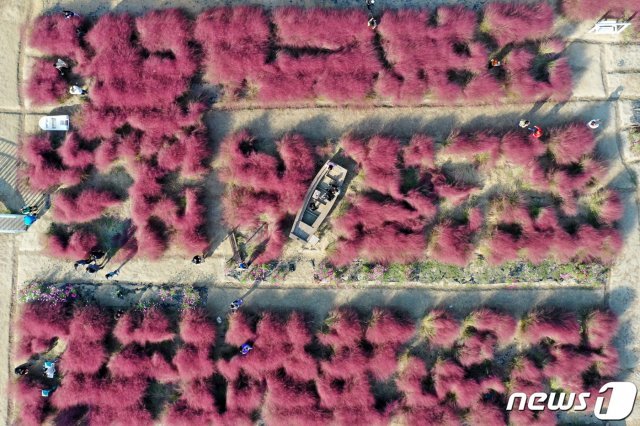 완연한 가을 날씨가 이어진 14일 오후 경기도 평택시 바람새마을에서 시민들이 가을빛으로 물든 핑크뮬리와 함께 추억을 남기고 있다. 2020.10.14/뉴스1 © News1