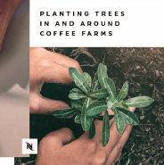 커피 재배지역에 나무를 심어 탄소 배출량을 줄이고 있다.
