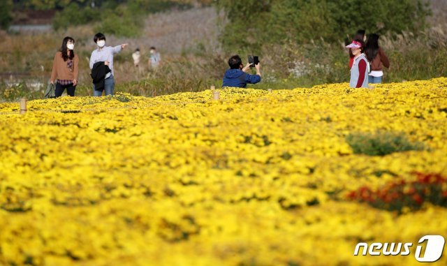 완연한 가을 날씨를 보이는 19일 울산 태화강 국가정원을 찾은 시민들이 활짝 핀 노란 국화를 감상하고 있다. 2020.10.19/뉴스1 © News1