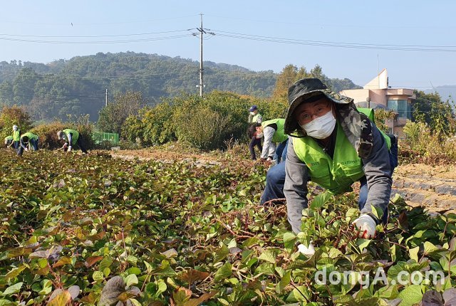 농협중앙회 IT전략본부 김현우 본부장과 직원들이 20일 경기 의왕시에 위치한 농가에서 고구마 순 제거 작업을 하고 있다.