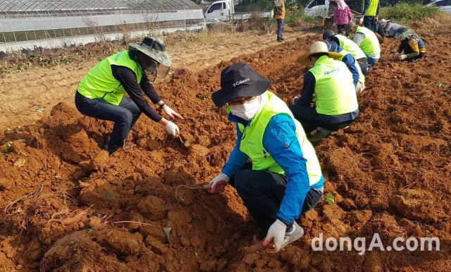 농협중앙회 고병기 상호금융자산전략본부장(가운데)과 직원들이 20일 경기 시흥시에 위치한 농가에서 고구마 수확 작업을 하고 있다. 농협제공
