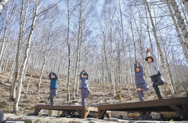 코로나19 방역에 나섰던 보건의료진이 경북 김천치유의 숲 자작나무 아래에서 심신안정을 달래는 프로그램에 참여하고 있다. 산림복지진흥원 제공