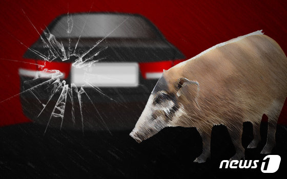 세종시 도심에 5번째 멧돼지가 나타나 시민들이 불안감을 호소하고 있다.© News1 DB