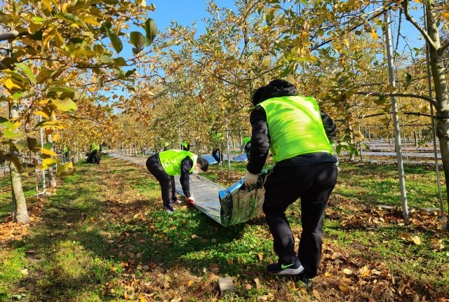 농협경제지주 축산물유통사업소 임직원들이 30일 경기도 포천시 관내 사과 농장을 찾아 농촌일손돕기를 실시했다.