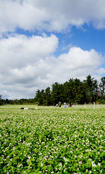 국내에서 가장 많은 메밀을 생산하고 있는 제주는 다양한 메밀음식과 사진 찍기 좋은 메밀밭이 많다.